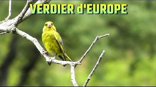 VERDIER dEUROPE [upl. by Adolphe]