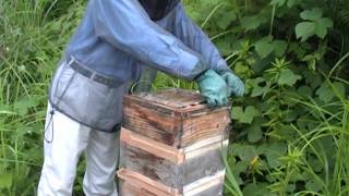 Structure of traditional bee hive of Japanese honeybee [upl. by Uriia]