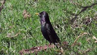 Common Starling singing [upl. by Jeralee433]