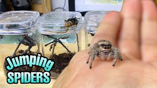 Feeding my ADORABLE jumping spiders Phidippus regius Update [upl. by Delacourt]