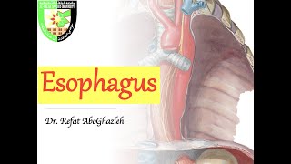 Anatomy of Esophagus [upl. by Cindee]