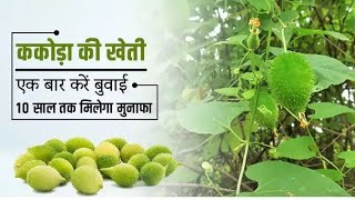 kantola farming बढ़िया कमाई के लिए सब्ज़ी उत्पादक अपनाए कंकोडा की खेती  जानिए कैसे  in hindi [upl. by Pippy470]