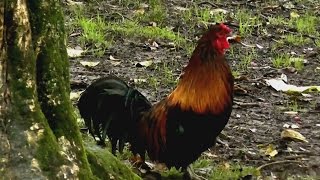 Rooster nonstop crowing in the morning [upl. by Annayk]