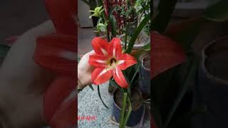 Amaryllis Lily Care Tips [upl. by Atalanta513]