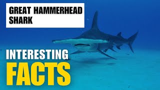 Exploring the Mysterious Great Hammerhead Shark  Interesting Facts  The Beast World [upl. by Hollington]