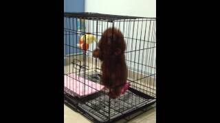 Toy Poodle Puppy First Night  Whining and Seperation Anxiety  V002 [upl. by Eniale]