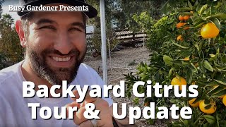 Backyard Citrus Orchard Tour and Update  The Fruit Is RIPE 🍊🍋 Oranges Mandarins Tangelos Limes [upl. by Valida687]