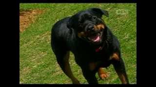 Ultimate Dogs  Highly Trainable Rottweiler [upl. by Latimore]