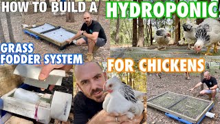 How to Build a Hydroponic Grass Fodder System for Chickens [upl. by Oynotna]