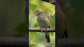 Common Nightingale Singing Ideagiri birdsounds birds [upl. by Wystand]