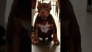 Chocolate Tri Male xlbully americanbully bully puppy dogbreed [upl. by Skell939]