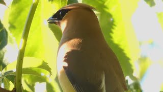 Cedar waxwing bird call  sound  whistle [upl. by Ecirtak]