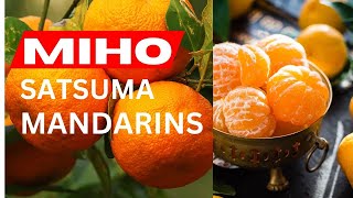 MIHO SATSUMAS HARVEST  HOW TO GROW CITRUS IN A CONTAINER [upl. by Kondon]