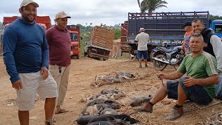 FEIRA DOS PORCOS 🐖 EM SÃO BENEDITO CEARÁ DIA 091124 [upl. by Howund]