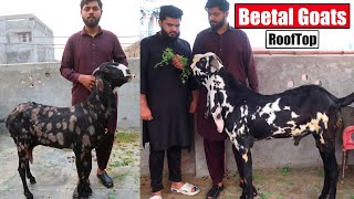 Beetal Goats Setup On RoofTop Lahore 2024  Bakra Mandi [upl. by Proud]