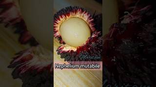 Pulasan  Maritam fruit 💕 localfruit subscribemychannel shorts [upl. by Lavern]