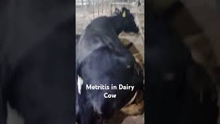 EndoMetritis in dairy cow  Dairy Farm  Cattle  Calving  Dairy business fattening farm [upl. by Fidel637]