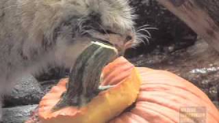 Pumpkins for Pallas Cats at the Prospect Park Zoo [upl. by Wolff]