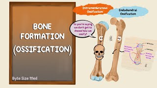 Ossification  Bone Formation  Histogenesis of Bone  Bone Histology  Embryology of the Skeleton [upl. by Kiryt]