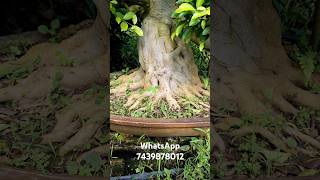 Ficus benjamin bonsai tree bonsai [upl. by Rebhun]