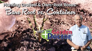 Planting Grafted amp OwnRoot Roses Bare Root vs Container [upl. by Yrrol]