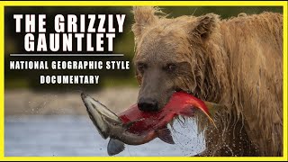 The Grizzly Gauntlet  A Salmons Journey to Spawn  Brown Bears in Alaska Fishing [upl. by Nosila924]