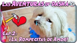 Las Aventuras de Dasha La Rompe Citas de AMOR 🐶💔🐶 Cap 2 Anima Dogs [upl. by Zwart]