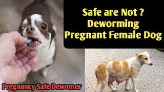 Deworming  Safe are Not Pregnant Female dog  How to deworm Female Dogdeworming doguniquecafe [upl. by Anikes]