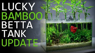 Maintaining a Lucky Bamboo Betta Aquarium  3 Month Update [upl. by Bond602]