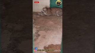 Leapard roaranimals wildlife trending jambuzoonationalgeographic leopard leapords roar zoo [upl. by Annam]