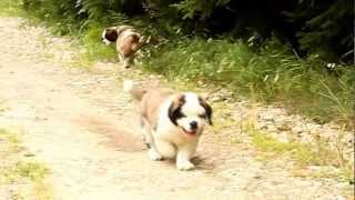 Saint Bernard Wielkopolski Bernardyn Kennel puppies quotGquot litter [upl. by Glarum]