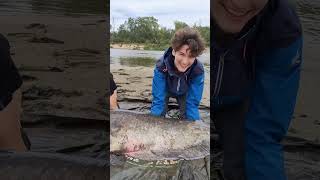 Wielki Sum z Wisły 243 cm 🔥 fishing fish [upl. by Ycam98]