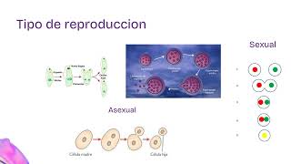 Protozoos Bioseguridad [upl. by Anitan647]