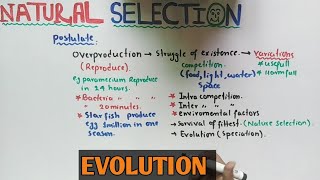 Natural selection theory  Darwin Theory  NMDCAT 2021 [upl. by Yeclehc798]