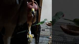 Bonelli Eagle 🦅 Dangerous raptor viralshors shorsvideos viral birds eagle viralshors viral [upl. by Esihcoc858]