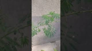 plants tamil likeandsubscribe [upl. by Yrebmik550]