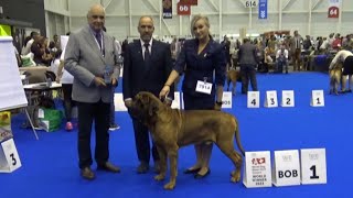 Tosa Inu World dog show 2023 Geneva Switzerland [upl. by Cosetta]