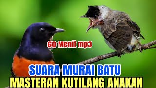 Kutilang isian  cocok buat masteran kutilang bahan SUARA MURAI BATU [upl. by Conlon]