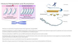 Histone Methylation and Acetylation [upl. by Barrada]