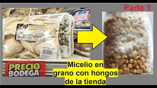 Reproducir hongos comprados en tienda🍄  Micelio en grano casero [upl. by Neil825]