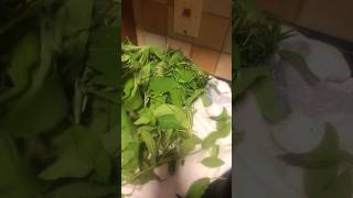 How to Dehydrate Sage and thyme herbs using air fryer [upl. by Dlanger694]