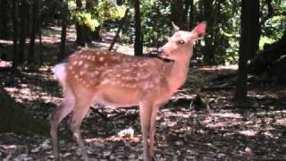 Ancient Temples and Shrines in Nara [upl. by Negris]