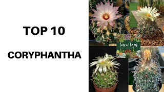 TOP 10 CORYPHANTHA [upl. by Tacy]