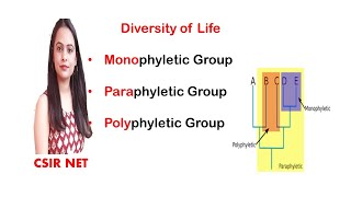 Diversity of life  Monophyletic  Paraphyletic  Polyphyletic group  CSIR UGC NET [upl. by Ahsi]