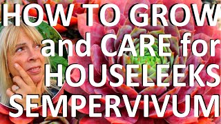 How to Grow Care for and Propagate Houseleeks  Sempervivum [upl. by Natale]