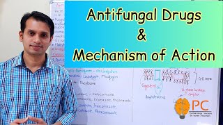 Antifungals Drugs Pharmacology Part 1 Classification and Mode of Action of Antifungal Drugs [upl. by Neddra]