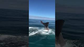 Dont Miss Out on This Fin Whale Encounter That Will Leave You SPEECHLESS brainquestexplores [upl. by Matthus]