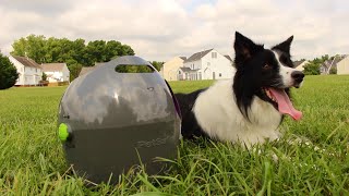 How to Train Your Dog to Play with the Automatic Ball Launcher [upl. by Dilisio356]