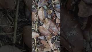 froggy travel wildlife africa animals nature madagascar [upl. by Aggri]