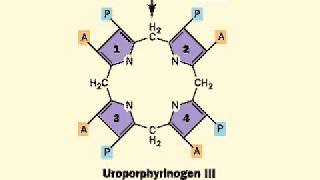 Biosynthesis of Heme porphyrin ring  Heme [upl. by Alanah89]